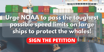 Urge NOAA to pass the toughest possible speed limits on large ships to protect the whales!