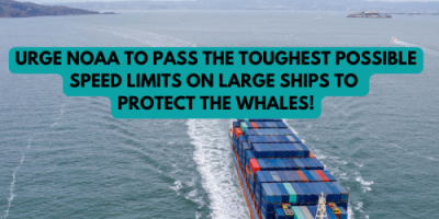 Urge NOAA to pass the toughest possible speed limits on large ships to protect the whales!
